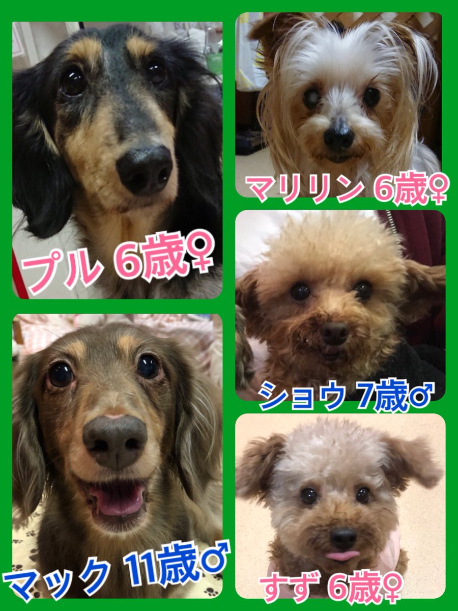 🐾今日の里親様募集中ワンコ🐶メンバーです🐾2018,10,13